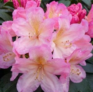 RODODENDRON PERCY WISEMAN Rhododendron yakushimanum